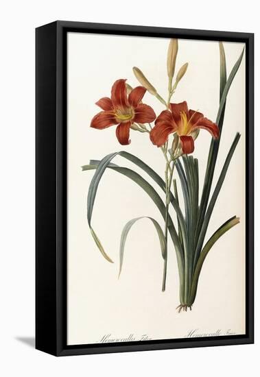 Hemerocallis Fulva - Hemerocalle Fauve-Pierre-Joseph Redouté-Framed Premier Image Canvas