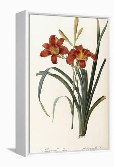 Hemerocallis Fulva - Hemerocalle Fauve-Pierre-Joseph Redouté-Framed Premier Image Canvas