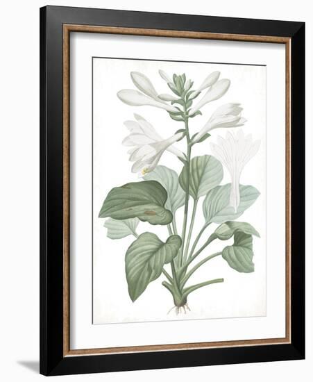 Hemerocallis Japonica - Fair-Pierre Joseph Redoute-Framed Giclee Print