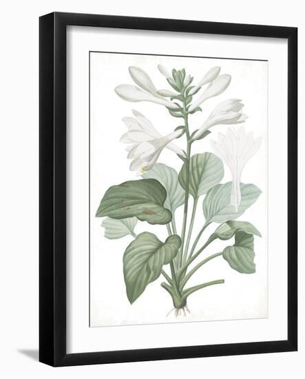 Hemerocallis Japonica - Fair-Pierre Joseph Redoute-Framed Giclee Print