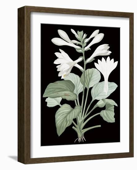 Hemerocallis Japonica - Noir-Pierre Joseph Redoute-Framed Giclee Print