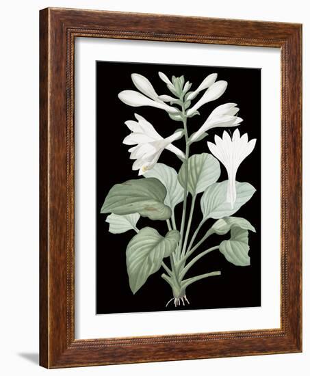 Hemerocallis Japonica - Noir-Pierre Joseph Redoute-Framed Giclee Print