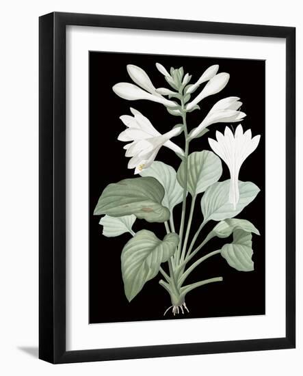 Hemerocallis Japonica - Noir-Pierre Joseph Redoute-Framed Giclee Print