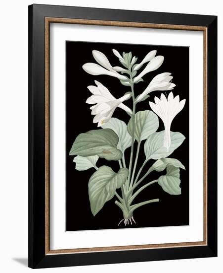 Hemerocallis Japonica - Noir-Pierre Joseph Redoute-Framed Giclee Print