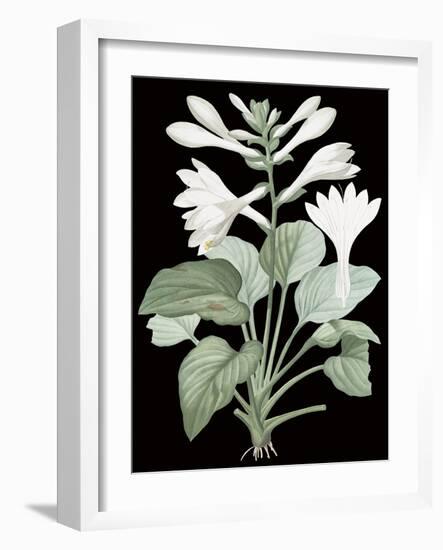 Hemerocallis Japonica - Noir-Pierre Joseph Redoute-Framed Giclee Print