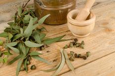 Medicinal Eucalyptus-Hemeroskopion-Photographic Print