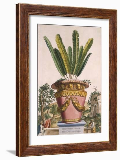 Hemionitis Crispa Media Obtusifolia, from 'Phytographia Curiosa', Published 1702-Abraham Munting-Framed Giclee Print