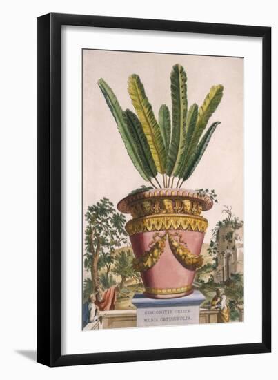 Hemionitis Crispa Media Obtusifolia, from 'Phytographia Curiosa', Published 1702-Abraham Munting-Framed Giclee Print