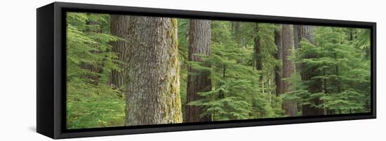 Hemlock and Douglas Fir in the Sol Duc Area of Olympic NP, Washington-Greg Probst-Framed Premier Image Canvas