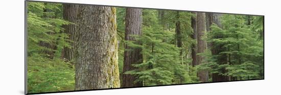 Hemlock and Douglas Fir in the Sol Duc Area of Olympic NP, Washington-Greg Probst-Mounted Photographic Print
