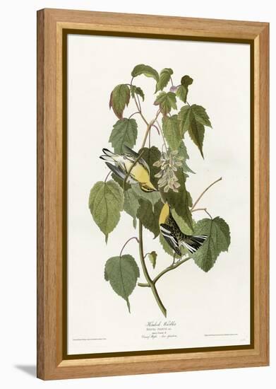 Hemlock Warbler-null-Framed Premier Image Canvas