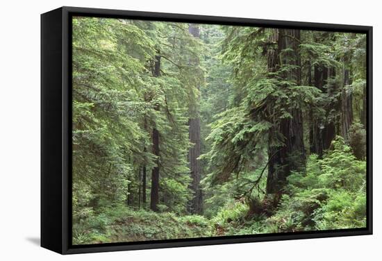 Hemlocks And Redwoods In a North American Forest-Kaj Svensson-Framed Premier Image Canvas