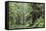 Hemlocks And Redwoods In a North American Forest-Kaj Svensson-Framed Premier Image Canvas