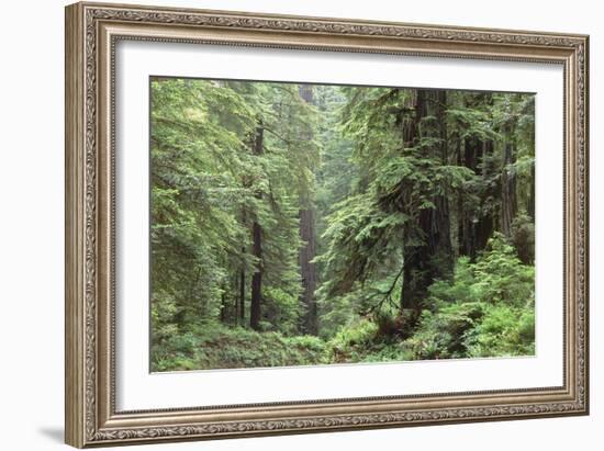 Hemlocks And Redwoods In a North American Forest-Kaj Svensson-Framed Photographic Print