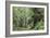 Hemlocks And Redwoods In a North American Forest-Kaj Svensson-Framed Photographic Print