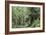 Hemlocks And Redwoods In a North American Forest-Kaj Svensson-Framed Photographic Print