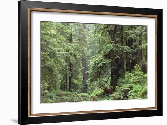 Hemlocks And Redwoods In a North American Forest-Kaj Svensson-Framed Photographic Print