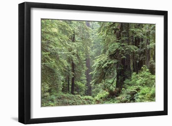 Hemlocks And Redwoods In a North American Forest-Kaj Svensson-Framed Photographic Print