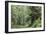 Hemlocks And Redwoods In a North American Forest-Kaj Svensson-Framed Photographic Print