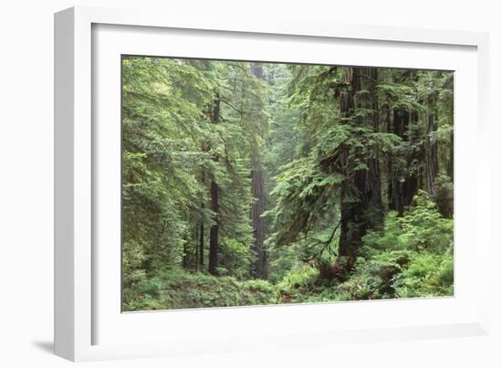 Hemlocks And Redwoods In a North American Forest-Kaj Svensson-Framed Photographic Print