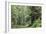 Hemlocks And Redwoods In a North American Forest-Kaj Svensson-Framed Photographic Print