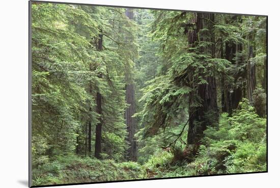 Hemlocks And Redwoods In a North American Forest-Kaj Svensson-Mounted Photographic Print