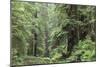 Hemlocks And Redwoods In a North American Forest-Kaj Svensson-Mounted Photographic Print