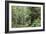 Hemlocks And Redwoods In a North American Forest-Kaj Svensson-Framed Photographic Print