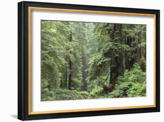 Hemlocks And Redwoods In a North American Forest-Kaj Svensson-Framed Photographic Print