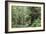 Hemlocks And Redwoods In a North American Forest-Kaj Svensson-Framed Photographic Print