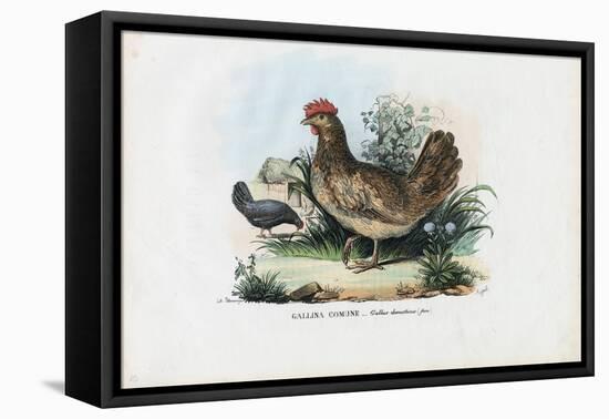 Hen, 1863-79-Raimundo Petraroja-Framed Premier Image Canvas