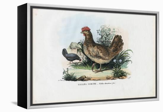 Hen, 1863-79-Raimundo Petraroja-Framed Premier Image Canvas