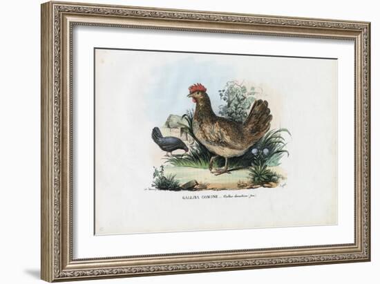 Hen, 1863-79-Raimundo Petraroja-Framed Giclee Print