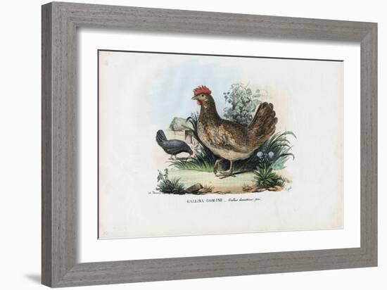 Hen, 1863-79-Raimundo Petraroja-Framed Giclee Print