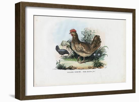 Hen, 1863-79-Raimundo Petraroja-Framed Giclee Print