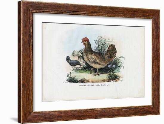 Hen, 1863-79-Raimundo Petraroja-Framed Giclee Print