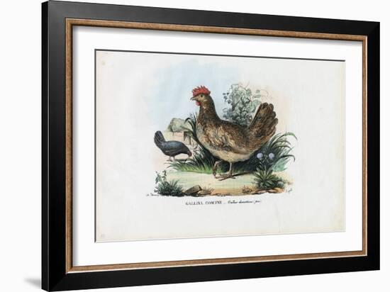 Hen, 1863-79-Raimundo Petraroja-Framed Giclee Print