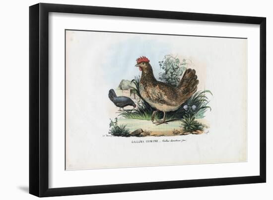 Hen, 1863-79-Raimundo Petraroja-Framed Giclee Print