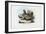 Hen, 1863-79-Raimundo Petraroja-Framed Giclee Print