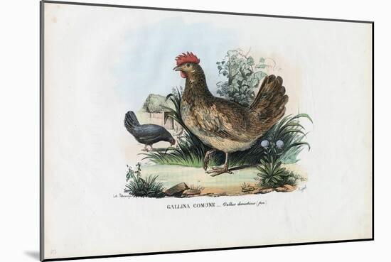 Hen, 1863-79-Raimundo Petraroja-Mounted Giclee Print