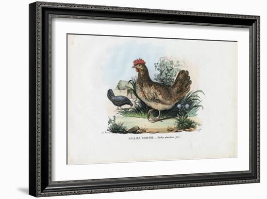 Hen, 1863-79-Raimundo Petraroja-Framed Giclee Print