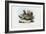 Hen, 1863-79-Raimundo Petraroja-Framed Giclee Print