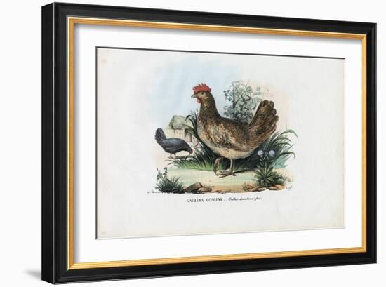 Hen, 1863-79-Raimundo Petraroja-Framed Giclee Print