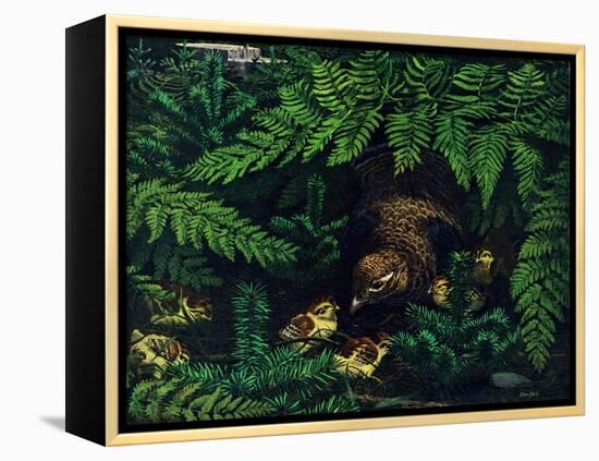 Hen and Chicks-Stan Galli-Framed Premier Image Canvas