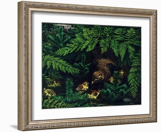 Hen and Chicks-Stan Galli-Framed Giclee Print