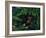 Hen and Chicks-Stan Galli-Framed Giclee Print