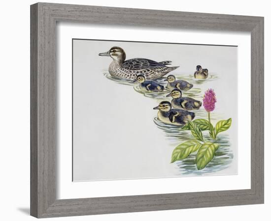 Hen and Ducklings of Garganey (Anas Querquedula), Anatidae-null-Framed Giclee Print