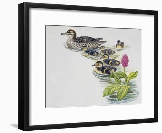 Hen and Ducklings of Garganey (Anas Querquedula), Anatidae-null-Framed Giclee Print