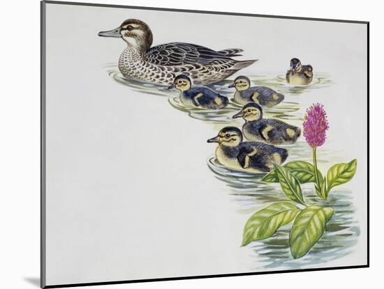 Hen and Ducklings of Garganey (Anas Querquedula), Anatidae-null-Mounted Giclee Print