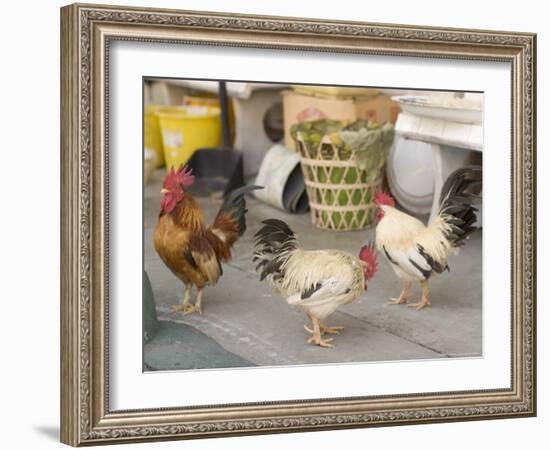 Hen at Wat Pa Pong, Chiang Mai, Thailand-Gavriel Jecan-Framed Photographic Print